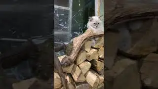 Новогодний кот