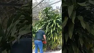 Best Craftsman Chainsaw Unboxing and Review