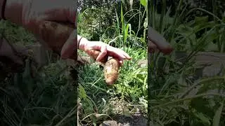 THIS happened when I planted grocery store potatoes #shorts #homestead