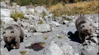 Two bears crossing