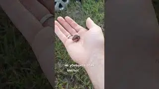 Ахимса и йога как образ жизни #йога #ахимса