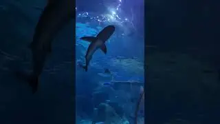 Океанариум Стамбул Aquarium Istanbul