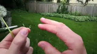 Seeds.avi