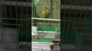 Волнистый!Что делает эта птица🤣🤣🤣