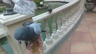 Amor de palomas 🖤