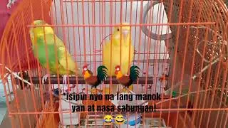 MANOK NA PULA//SABUNGERA//SONG COVER//