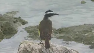 Wildlife By The Ocean