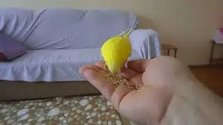 Muhabbet Kuşu Eğitimi nasıl yapılır?