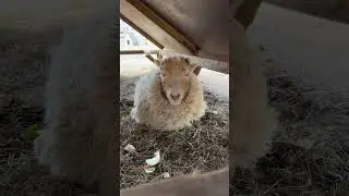Чудик пришел в зоопарк 🐏🐐