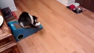 Необычный кот