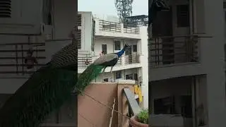 The national bird's glory, captured in Fazilpur! 🇮🇳🦚