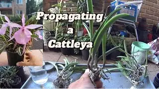 How to propagate an orchid: Brassocattleya wonderstar