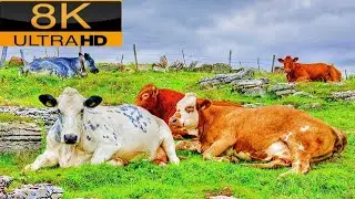 Cow And Birds 8k Video,wildlife 8k video,animals 8k ultra hd,No copyright music 🎶.