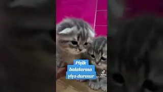 Pişik balalarına yiyə durmur