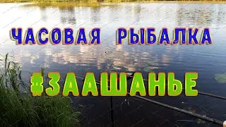 Часовая рыбалка в 