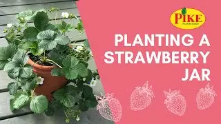 Planting a Strawberry Jar