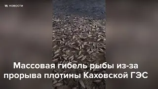 Массовая гибель рыбы из-за прорыва плотины Каховской ГЭС