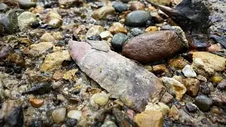 Arrowhead Hunting After MASSIVE Rain (BEAUTIFUL BLADE)