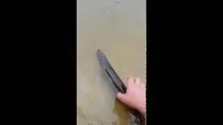 Щука! Поймал - довези - отпусти!