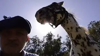 Caballo reconciliado con los humanos luego de haber sido maltratado. 