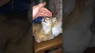 Дождь КОШКИ ПРИШЛИ ДОМОЙ