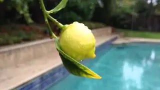 Moto X Pure Edition 4k Macro Sample