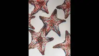 Loteria de Ensenada ESTRELLAS DE MAR