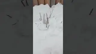 Как зимует метельчатая гортензия (Фантом)