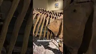 Uintatherium: Prehistoric Beast on Display