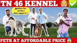 Cheapest dog kennel in Tamilnadu ‼️ Tn46pets Perambalur✅ #kennel