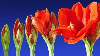 Смотрю 12 часов  Как распускаются цветы. Неполный  Стрим