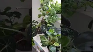 Humidity-Loving Houseplants 🍃 