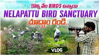 నేలపట్టు పక్షులు చుద్దం రండి | Nelapattu bird sanctuary | Telugu photography vlogs #viewfindersnap