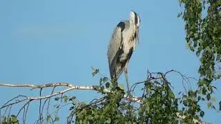 Серая цапля на берёзе.
