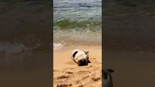Adorable Monk Seal Relaxing in the Sun 🌞#nature #wildanimals #sealife