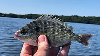 Fishing With PINFISH To Catch Redfish On The Flats