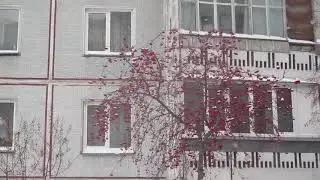 Кормушка для птиц на окне.