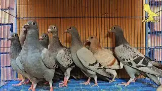 الحمام ده احسن حمام ممكن تربيه في حياتك👌تعالي اقولك ليه✅