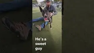 Meet Maddox, the Bull Terrier!