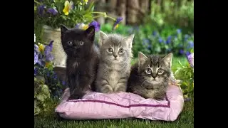 Весёлые  озорники котята.