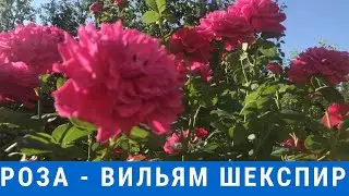 Rose - William Shakespeare