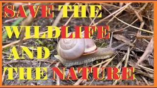 Save the Wildlife and the Nature 🍀🤗 | Stop Climate Change | Pure Nature
