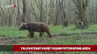 YALOVA ORMANLARINDAKİ YABAN HAYATI FOTOKAPANLARDA