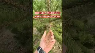 Why did the pine needles turn yellow?