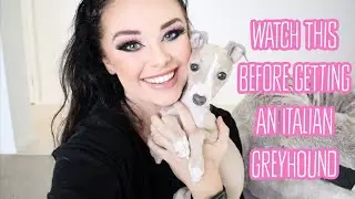 Owning an Italian Greyhound: The pros and cons