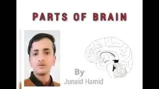 Human Brain || Parts of Brain || Function of Brain || Nervous Coordination || By Junaid Hamid