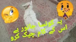 Ye kauna sa janwar hai iske kam check karo 🤔🥺😘 #vlog #viral #animals #youtubevideo
