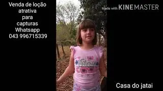 Até crianças estão capturando abelhas, fantástico! Captura de abelha jatai.