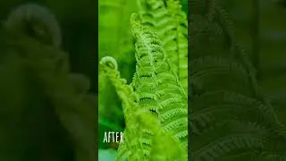 Lightroom Presets DNG & XMP Free Download | Nature Preset | Lightroom Mobile Tutorial #shorts