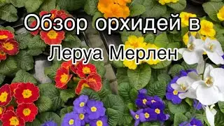 Обзор орхидей в Леруа Мерлен || Разочарование и красота цветов 🥰